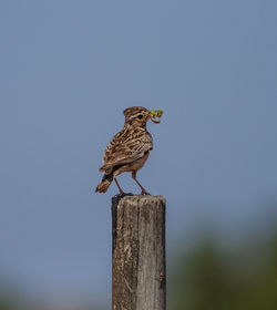 Bird perching on wooden post against sky