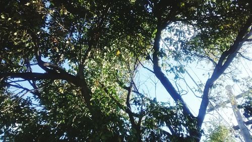 Low angle view of trees