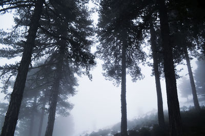 Low angle view of trees in forest against sky