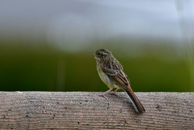 Close-up of bird perching on wood