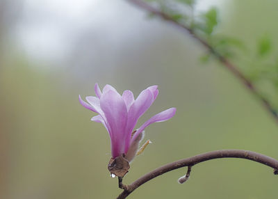 Close-up of pink flower