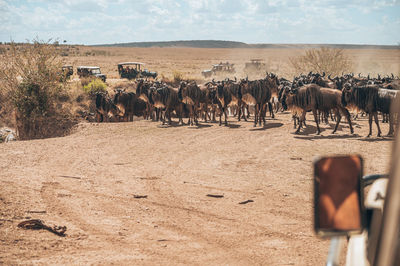 View of animals on dirt road