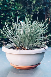 Close-up of potted cactus plant on table