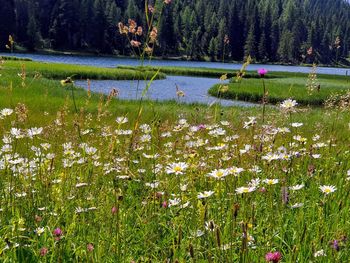 Scenic view of lake amidst flowering plants