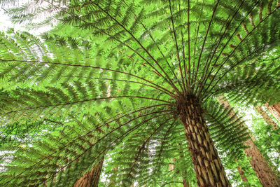 Low angle view of palm tree