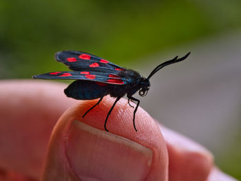 Close-up of butterfly on hand