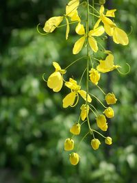 Close-up of yellow flowering plant