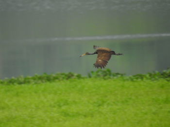 Bird flying in a field