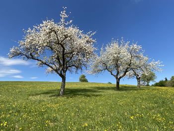 Scenic view of flowering tree on field against sky