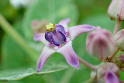 Closeup of a pastel purple blooming crown flower or giant milkweed