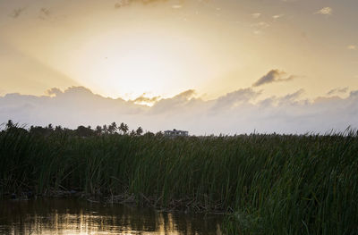 Scenic view of agricultural field against sky during sunrise