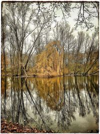 Reflection of trees in water