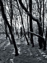 Bare trees against sky