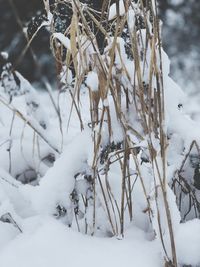 Close-up of frozen plant on snow covered field