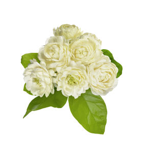 Close-up of rose bouquet against white background