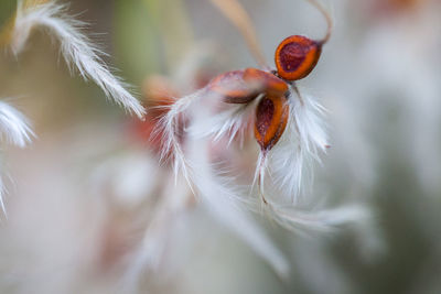 Close-up of red berries on plant