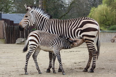 Zebra standing in zoo