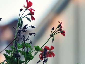 Close-up of red flowers against blurred background