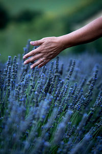 Close-up of hand touching purple flowers on field