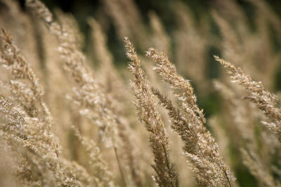 Close-up of stalks in field