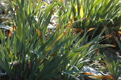 Close-up of fresh green plants on field