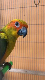 Close-up of parrot perching in cage