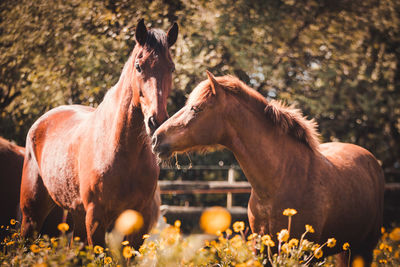 Horse photography, outdoors, happy animals on a flower field having fun.