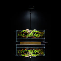 Close-up of food against black background