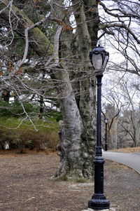 Bare trees against sky