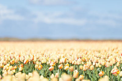 Close-up of flowering plants on field against sky