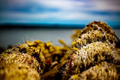 Close-up of moss growing on land against sea