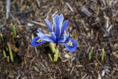 Close-up of purple crocus flower on field