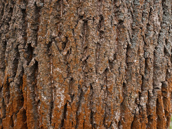 Full frame shot of tree trunk