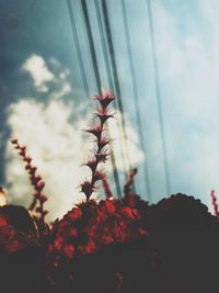 cloud
