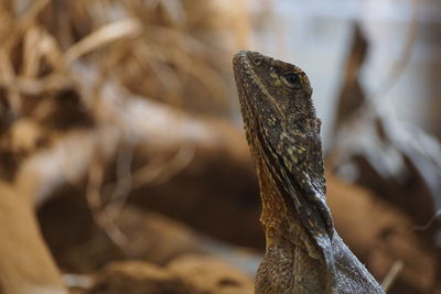 Close-up of lizard on tree