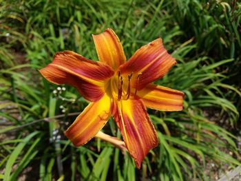 Close-up of flower blooming in park