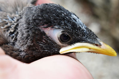 Close-up of young bird