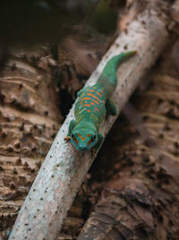 Close-up of lizard