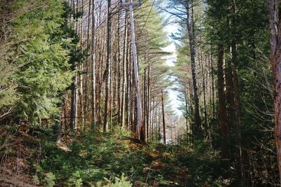 Trees in forest