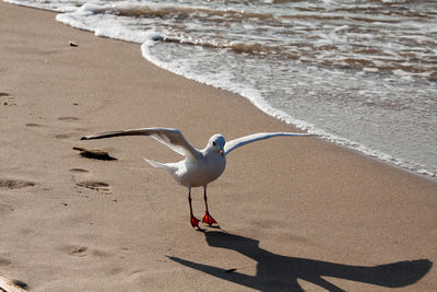 High angle view of seagulls on beach