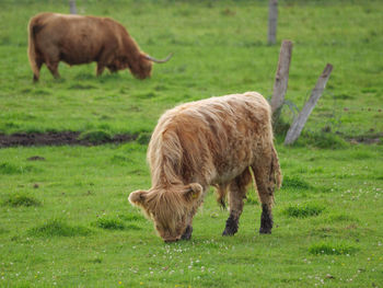 Cows on a westphalian meadow