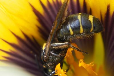 Close-up of insect on yellow flower