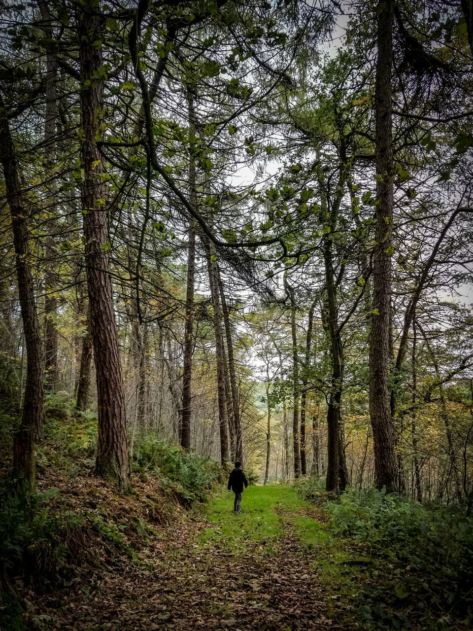 MAN WALKING AMIDST PLANTS IN FOREST