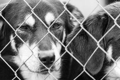 Close-up portrait of dog seen through fence