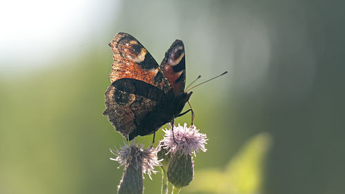 Close-up of butterfly pollinating on flower