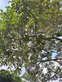 Low angle view of trees against sky