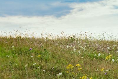 Flowers growing in field