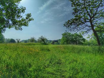 Scenic view of field against sky