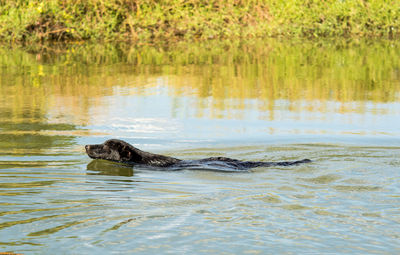 View of duck swimming in lake