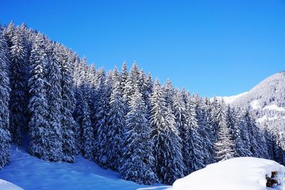 Pine trees on snow covered mountain against clear sky